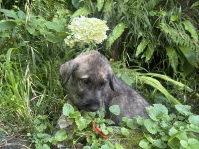 IKC Registered Pedigree Irish Wolfhound puppies in Wicklow