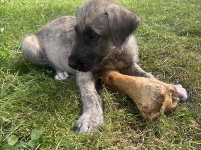 IKC Registered Pedigree Irish Wolfhound puppies in Wicklow