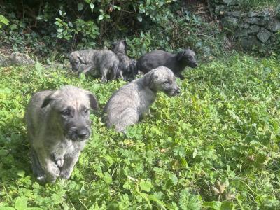 IKC Registered Pedigree Irish Wolfhound puppies in Wicklow