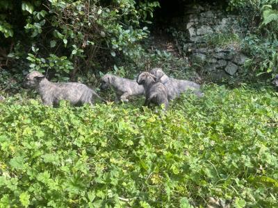 IKC Registered Pedigree Irish Wolfhound puppies in Wicklow