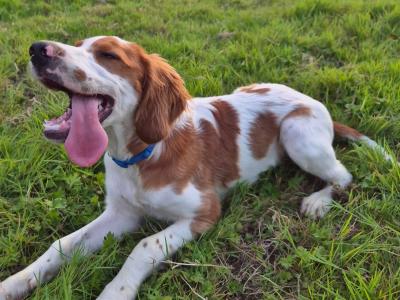 IRWS Pups for sale