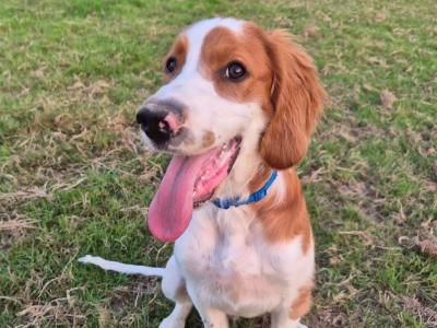 IRWS Pups for sale