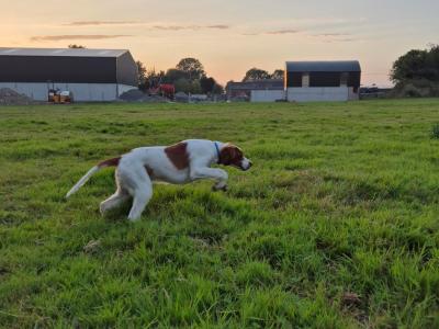 IRWS Pups for sale