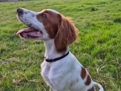 IRWS Pups for sale