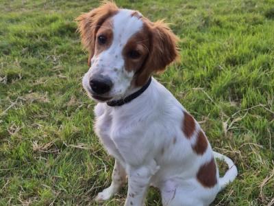 IRWS Pups for sale