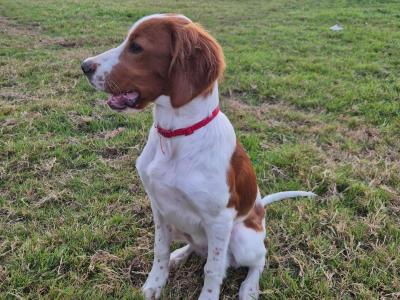 IRWS Pups for sale
