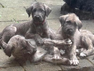 IKC Registered Pedigree Irish Wolfhound puppies in Wicklow