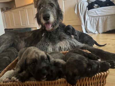 IKC Registered Pedigree Irish Wolfhound puppies in Wicklow