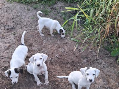 Teagle puppies from working parents
