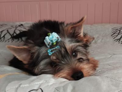 One Yorkshire Terrier boy left , IKC registered. Ready to go ❤️