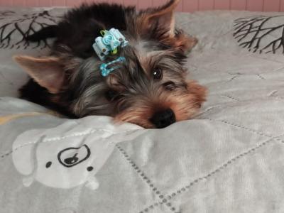 One Yorkshire Terrier boy left , IKC registered. Ready to go ❤️