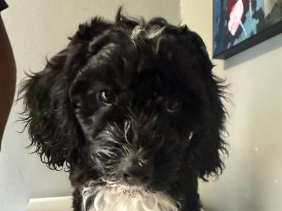 Adorable vaccinated Sprocker Spaniel x Maltese puppies cork 2 males 3 female