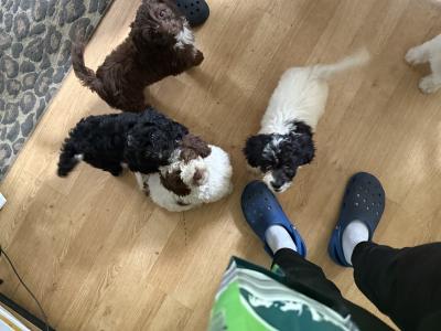 Adorable vaccinated Sprocker Spaniel x Maltese puppies cork 2 males 3 female