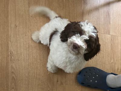 Adorable vaccinated Sprocker Spaniel x Maltese puppies cork 2 males 3 female