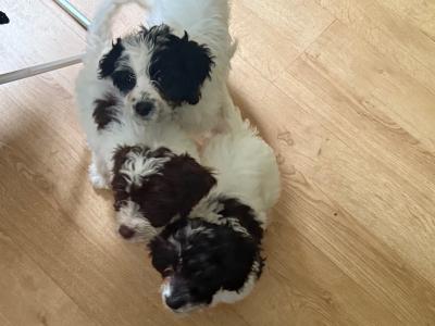Adorable vaccinated Sprocker Spaniel x Maltese puppies cork 2 males 3 female