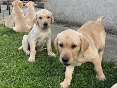 IKC Registered Golden Labrador puppies of Excellent Ftch Pedigree
