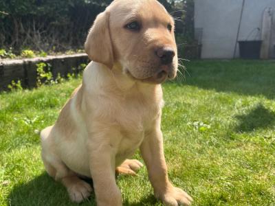 IKC Registered Golden Labrador puppies of Excellent Ftch Pedigree
