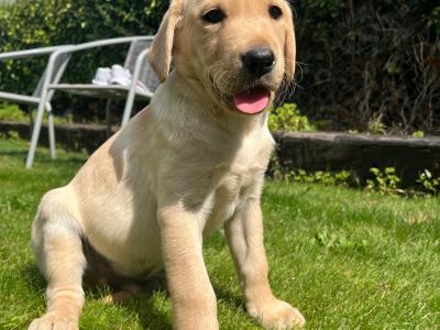 IKC Registered Golden Labrador puppies of Excellent Ftch Pedigree