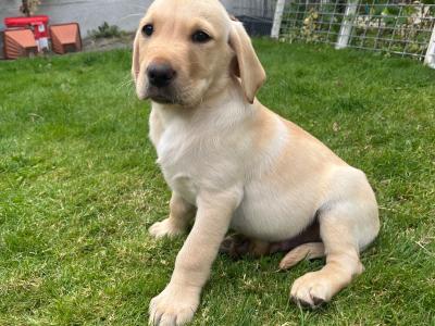 IKC Registered Golden Labrador puppies of Excellent Ftch Pedigree