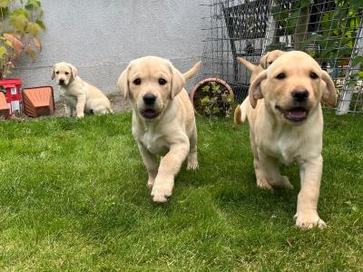 IKC Registered Golden Labrador puppies of Excellent Ftch Pedigree