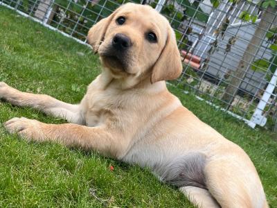 IKC Registered Golden Labrador puppies of Excellent Ftch Pedigree