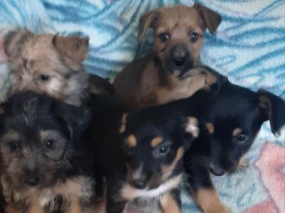Yorkshire Terrier puppies