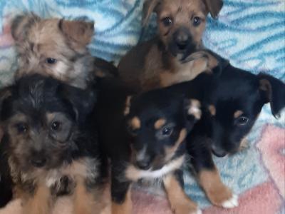 Yorkshire Terrier puppy's
