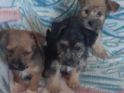 Yorkshire Terrier puppies