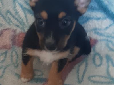 Yorkshire Terrier puppies