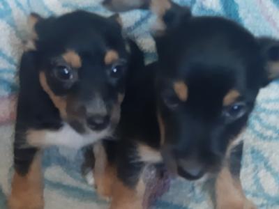 Yorkshire Terrier puppies