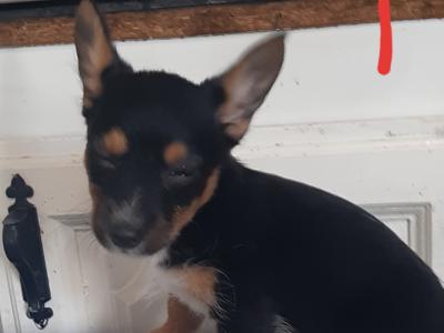Yorkshire Terrier puppies