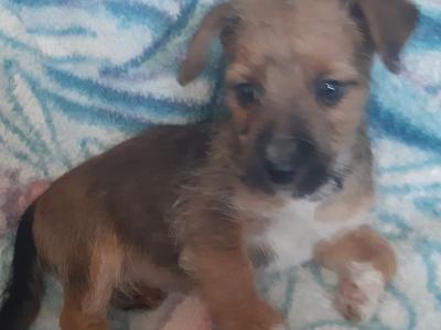 Yorkshire Terrier puppies