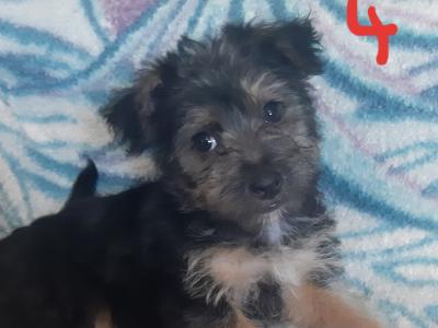Yorkshire Terrier puppies