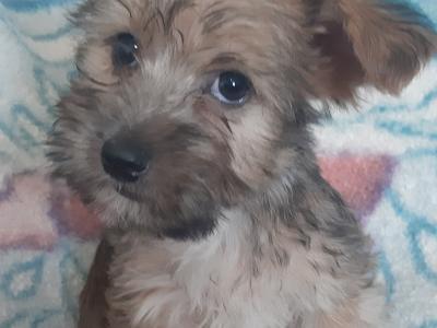 Yorkshire Terrier puppies