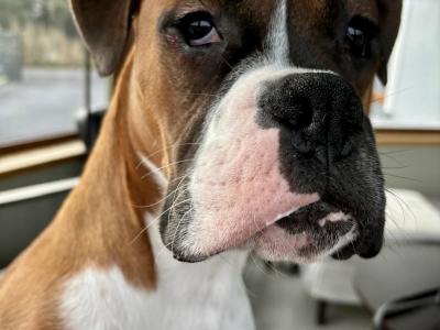 Finn the Kerry Boxer in Kerry