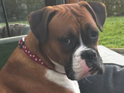 Finn the Kerry Boxer in Kerry