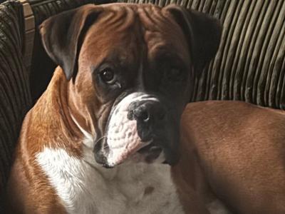 Finn the Kerry Boxer in Kerry