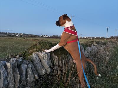 Finn the Kerry Boxer in Kerry