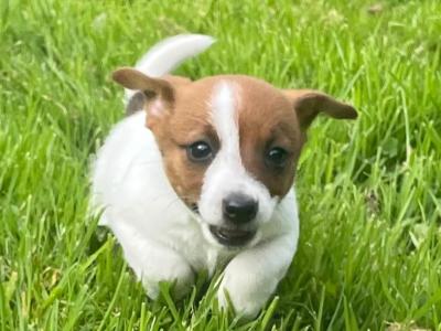 Purebred Jack Russell female puppy