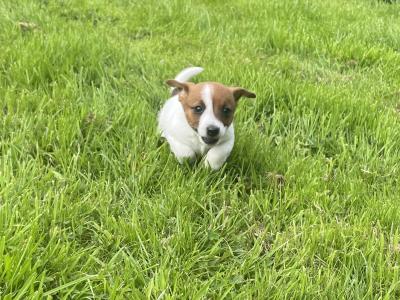 Purebred Jack Russell female puppy