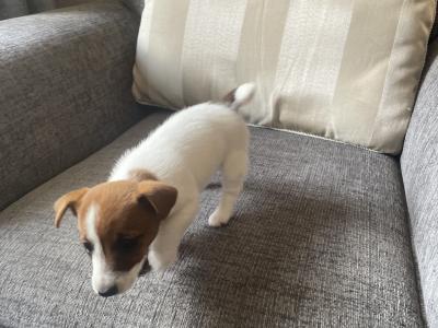 Purebred Jack Russell female puppy