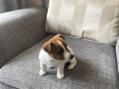 Purebred Jack Russell female puppy