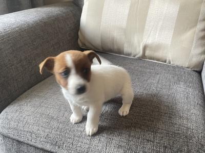 Purebred Jack Russell female puppy