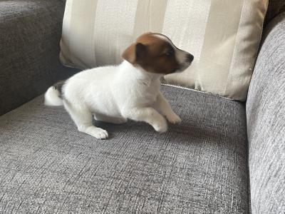 Purebred Jack Russell female puppy