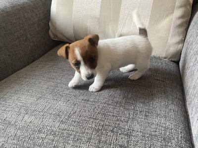 Purebred Jack Russell female puppy