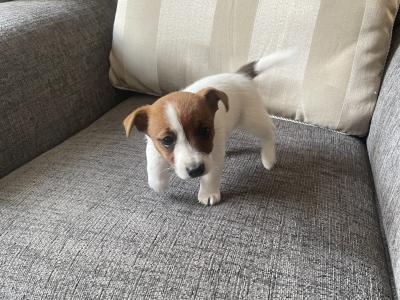 Purebred Jack Russell female puppy