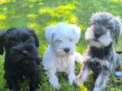 Miniature schnauzer pups