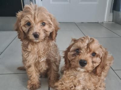 2 stunning Cavapoo puppies
