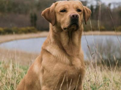 IKC Registered Golden Labrador puppies of Excellent Ftch Pedigree