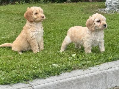 Beautiful and Friendly Apricot Cockapoo puppies